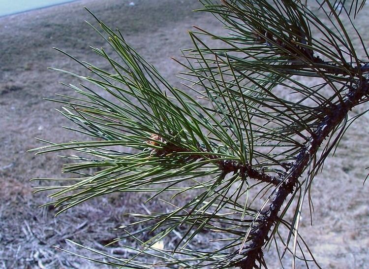 Pinus nigra Pinus nigra Austrian pine Go Botany
