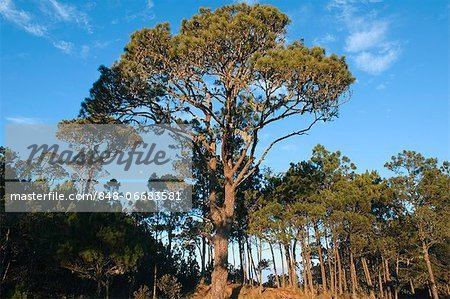 Pinus occidentalis Hispaniolan Pine Pinus occidentalis in cloud forest Valle Nuevo