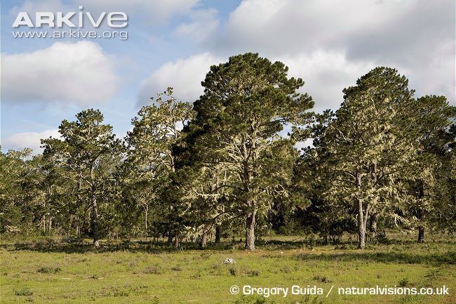 Pinus occidentalis Hispaniolan pine videos photos and facts Pinus occidentalis ARKive