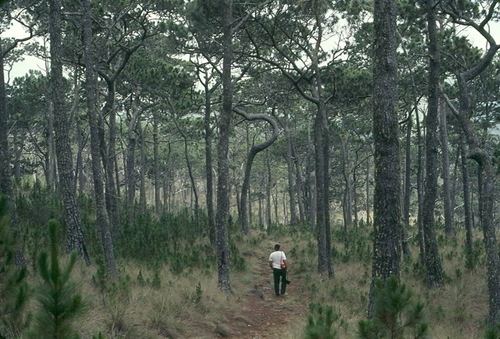 Pinus occidentalis Pinus occidentalis Cordillera Central