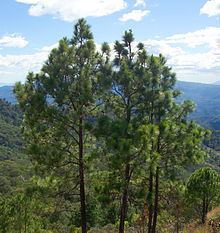 Pinus oocarpa httpsuploadwikimediaorgwikipediacommonsthu