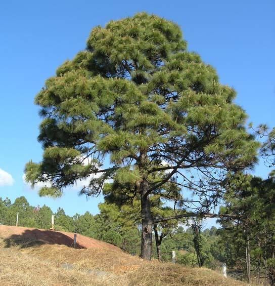 Pinus oocarpa Pinus oocarpa pino de colorado description The Gymnosperm Database