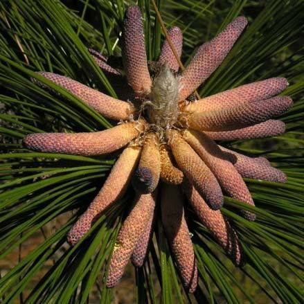 Pinus palustris Pinus palustris longleaf pine description The Gymnosperm Database