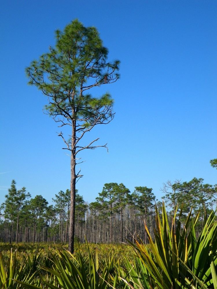 Pinus palustris FilePinus palustris Jay B Starkey Wilderness Park Florida 3jpg