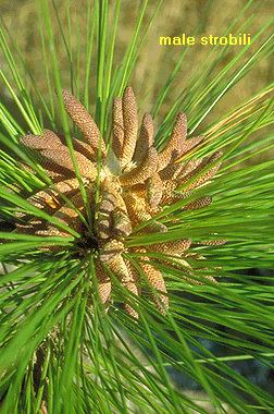 Pinus palustris Pinus palustris Fact Sheet