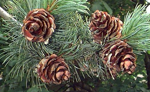 Pinus parviflora Pinus parviflora Japanese White Pine Plant Database University