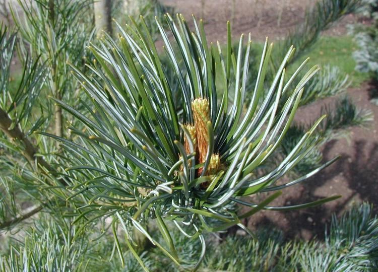 Pinus parviflora Pinus parviflora Wikipedia