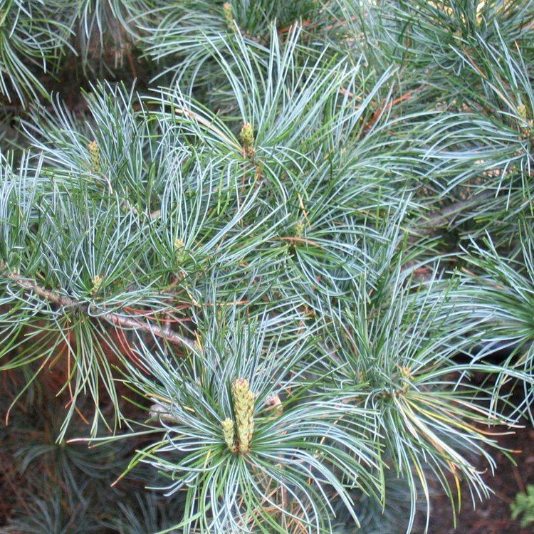 Pinus parviflora Pinus parviflora Tempelhof Blue Pine Trees Online