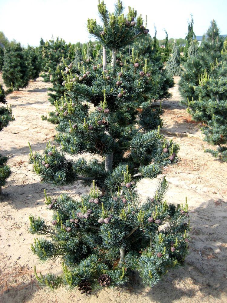 Pinus parviflora httpssmediacacheak0pinimgcomoriginalsa1