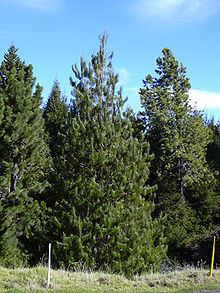 Pinus patula httpsuploadwikimediaorgwikipediacommonsthu