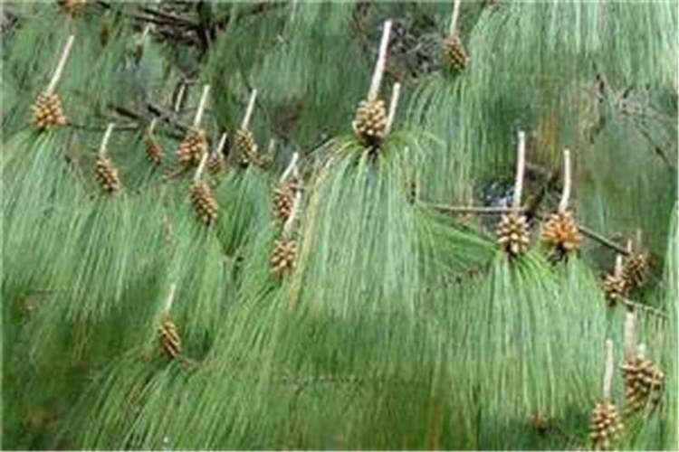 Pinus patula Factsheet Pinus patula Patula Pine
