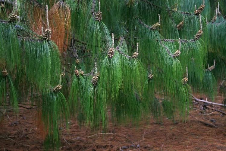 Pinus patula Flora of New Zealand Weed Profile Pinus patula