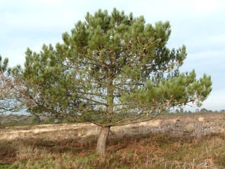 Pinus pinaster Pinus pinaster Cluster Pine Discover Life