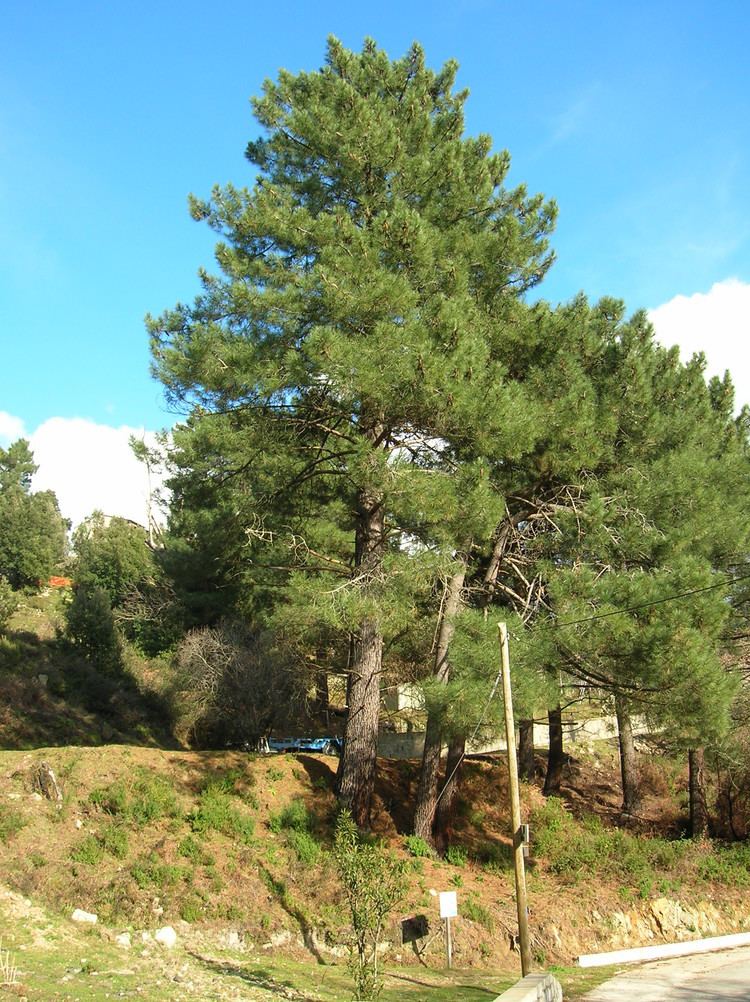 Pinus pinaster httpsuploadwikimediaorgwikipediacommons66