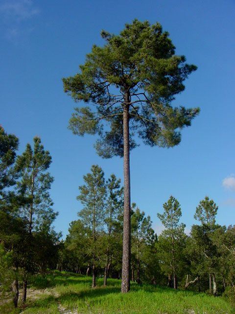 Pinus pinaster PLAZA Gymnosperms Pinus pinaster