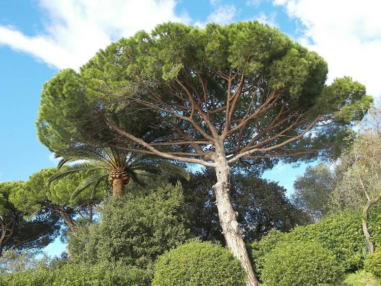 Pinus pinaster pinus pinaster pinaceae pinus pinaster