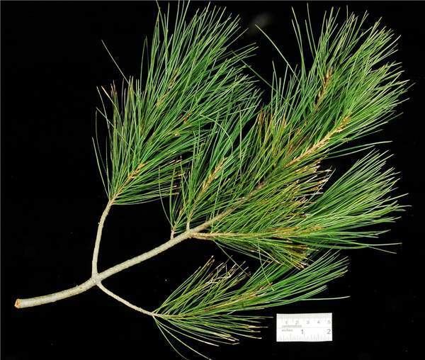 Pinus pinceana Factsheet Pinus pinceana