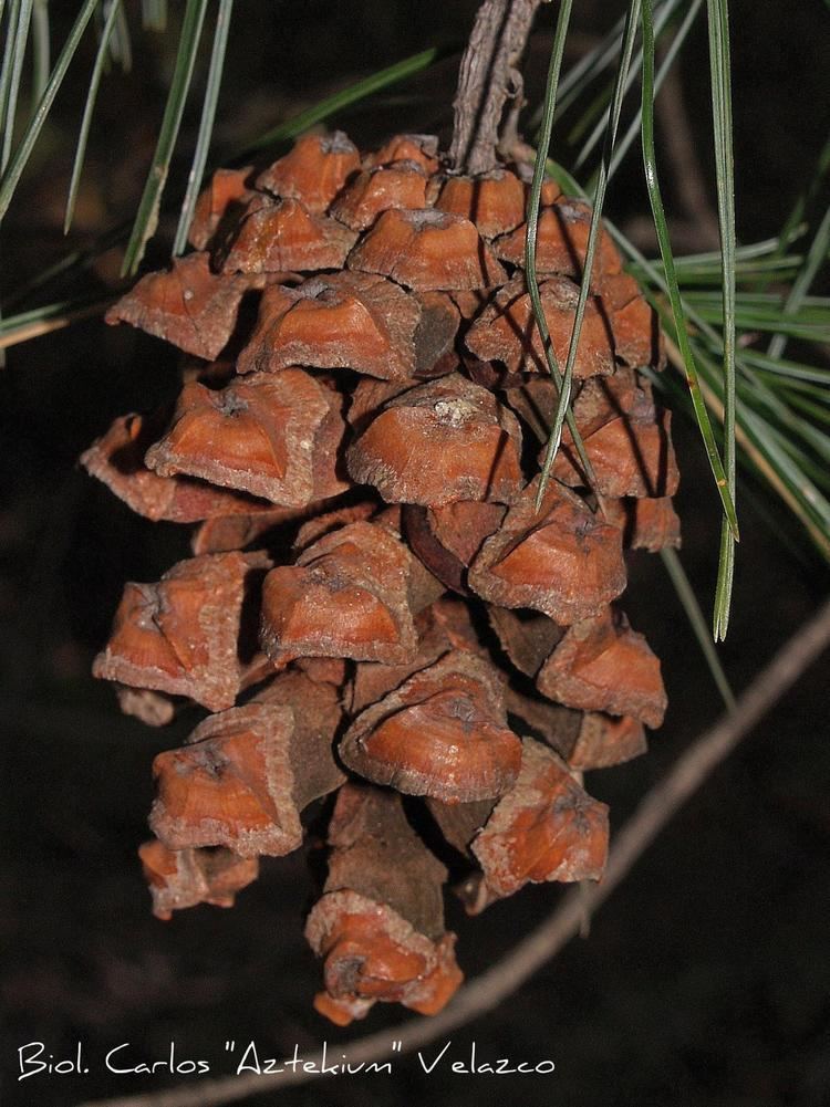 Pinus pinceana Great Plains Herbaria Pinus pinceana