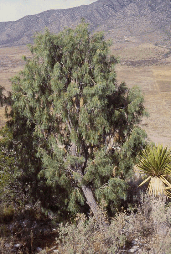 Pinus pinceana Pinus pinceana