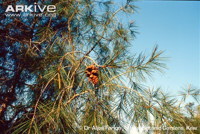 Pinus pinceana Pinus photo Pinus pinceana G101917 ARKive