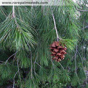 Pinus pinceana Pinus pinceana buy seeds at rarepalmseedscom