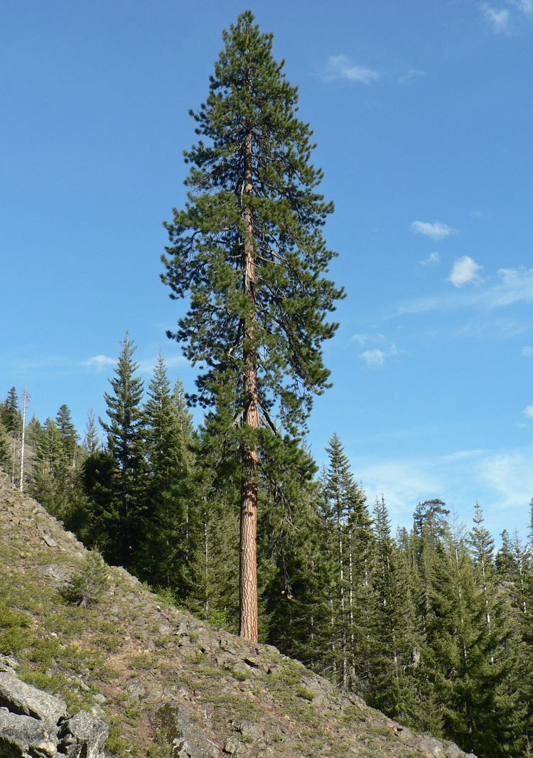 Pinus ponderosa httpsuploadwikimediaorgwikipediacommonsff