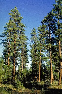 Pinus ponderosa Pinus ponderosa Fact Sheet