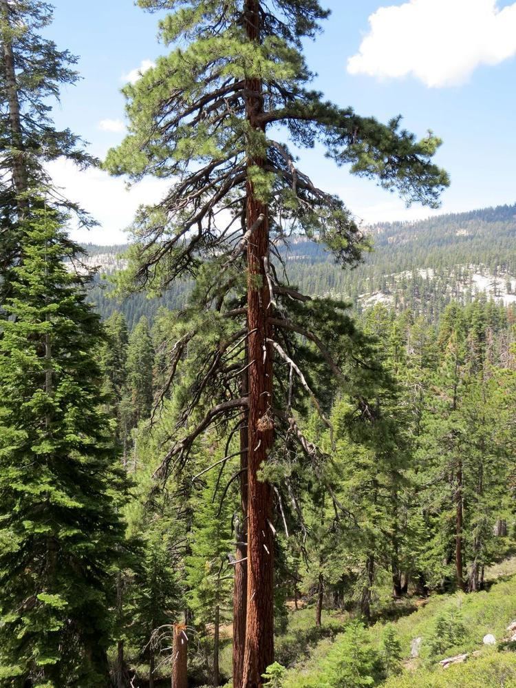 Pinus ponderosa Pinus ponderosa Ponderosa Pine