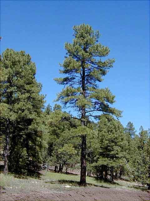 Pinus ponderosa Ponderosa Pine Pinus ponderosa