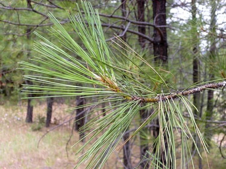 Pinus ponderosa Pinus ponderosa subsp benthamiana Pacific ponderosa pine