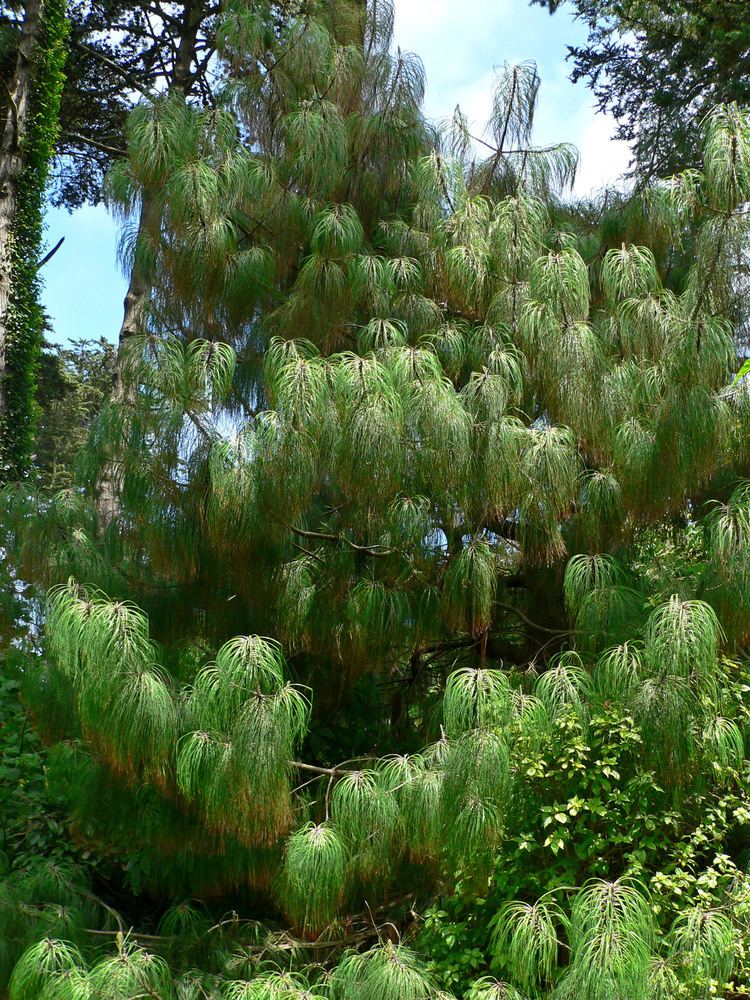 Pinus pseudostrobus FilePinus pseudostrobus var apulcensis 1jpg Wikimedia Commons