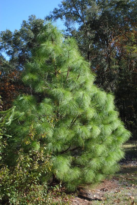 Pinus pseudostrobus Pinus pseudostrobus