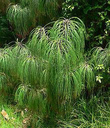 Pinus pseudostrobus httpsuploadwikimediaorgwikipediacommonsthu