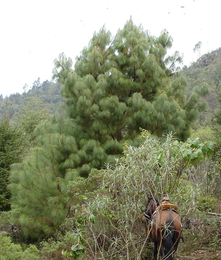 Pinus pseudostrobus FilePinus pseudostrobus Cerro Pelonjpg Wikimedia Commons