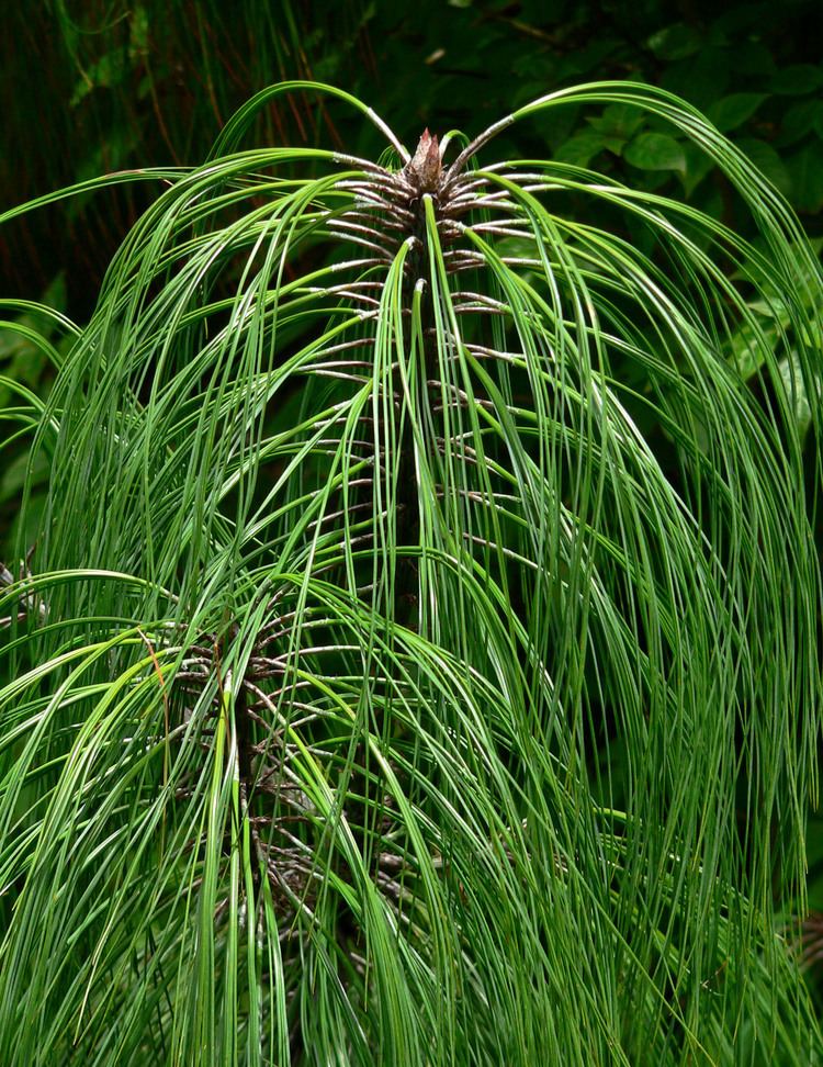 Pinus pseudostrobus FilePinus pseudostrobus var apulcensis 3jpg Wikimedia Commons