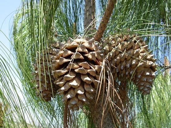 Pinus pseudostrobus Pinus pseudostrobus var apulcensis Conifers Cones and Seeds