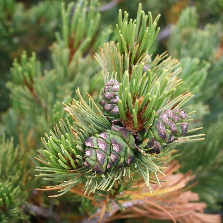 Pinus pumila FilePinus pumila cone and seedJPG Wikimedia Commons