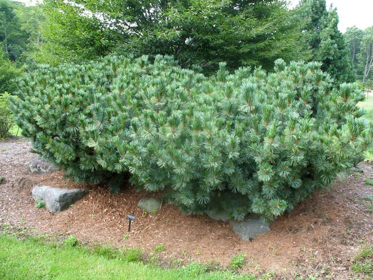 Pinus pumila Online Plant Guide Pinus pumila 39Dwarf Blue39 Japanese Stone Pine