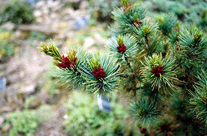 Pinus pumila Pinus pumila 39Glauca39 glaucous dwarf Siberian pineRHS Gardening