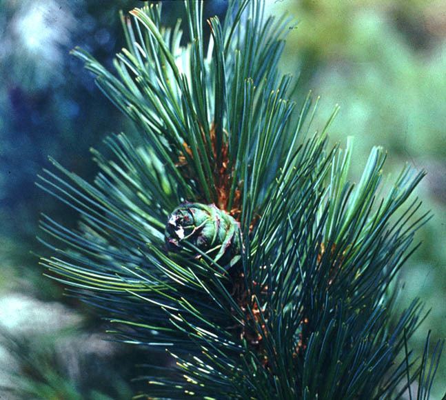 Pinus pumila Pinus pumila description The Gymnosperm Database