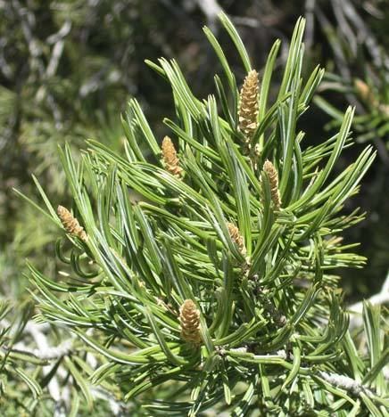 Pinus quadrifolia wwwconifersorgpipiqquadrifolia06jpg