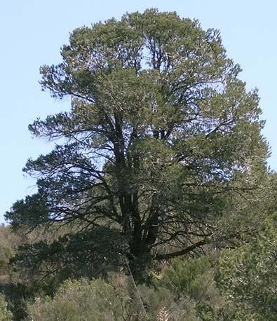 Pinus quadrifolia Pinus quadrifolia Parry pion description The Gymnosperm Database