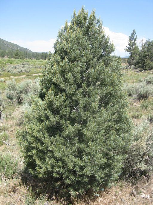 Pinus quadrifolia CalPhotos Pinus quadrifolia Parry Pinyon