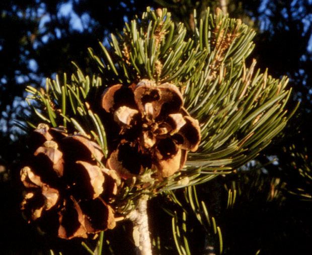 Pinus quadrifolia Pinus quadrifolia Parry pion description The Gymnosperm Database