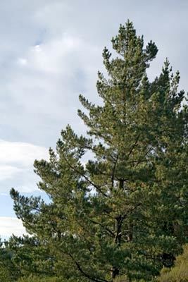 Pinus radiata Pinus radiata New Zealand Plant Conservation Network