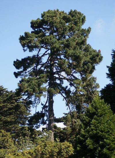 Pinus radiata Garden Plant Collections Pinus radiata San Francisco Botanical