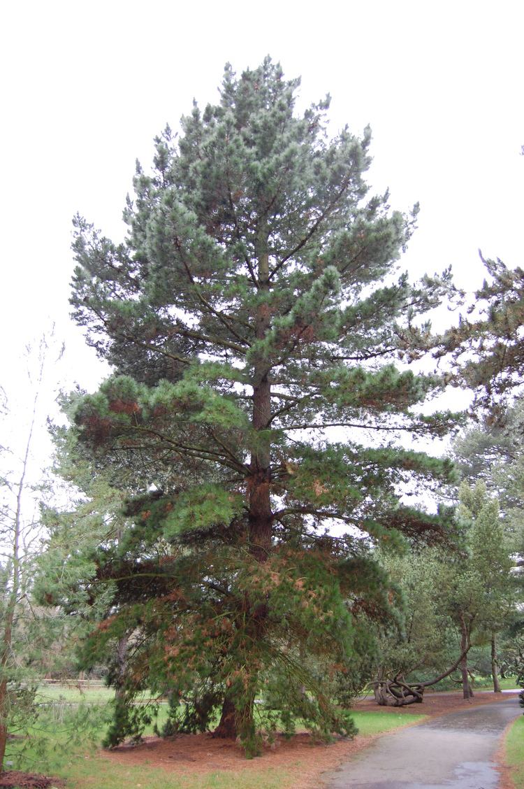 Pinus radiata Pinus radiata Monterey Pine Leafland