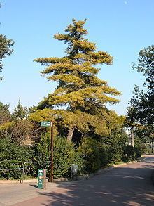 Pinus radiata httpsuploadwikimediaorgwikipediacommonsthu