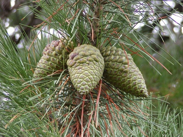 Pinus radiata Pinus radiata Monterey pine description The Gymnosperm Database