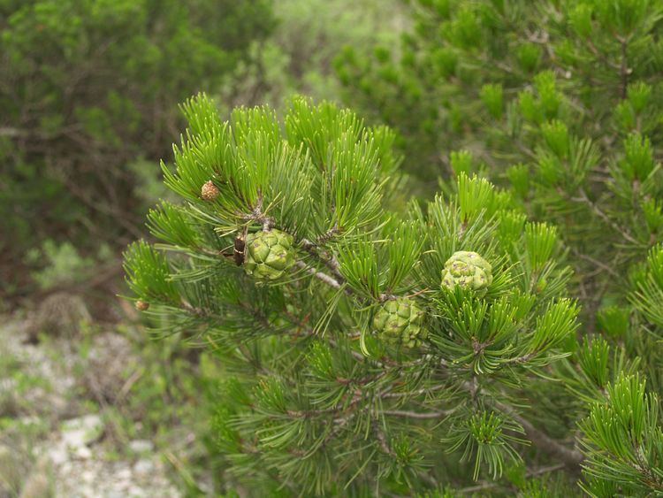 Pinus remota SEINet Arizona Chapter Pinus remota